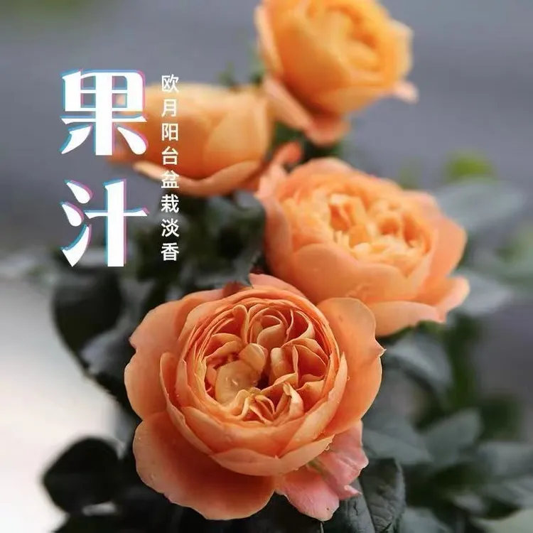 【果汁阳台】月季盆栽四季开花庭院种植阳台绿植花卉橙色春季