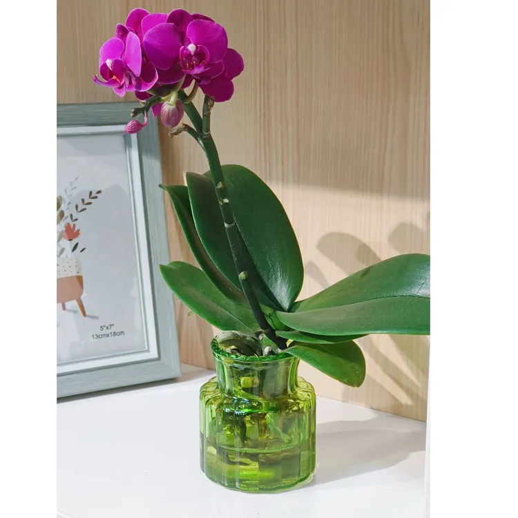 蝴蝶兰花卉带花剑室内盆栽客厅阳台观赏送礼物佳品开花型植物