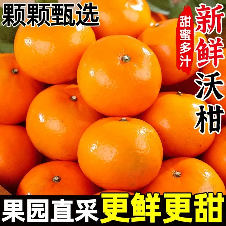 【正宗云南】高山冰糖当季沃柑新鲜水果皮薄多汁香甜爽口柑橘包邮