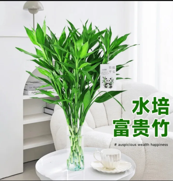 【大富大贵】水培富贵竹绿植盆栽好养易活植物四季常青