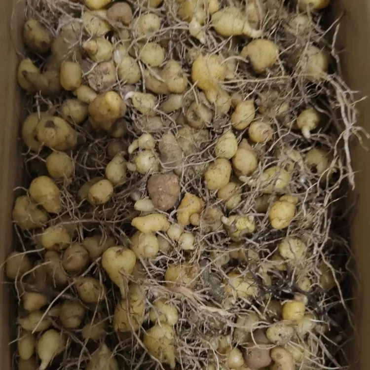 四川姜型多花黄精高杆种苗正宗良种鸡头块茎老虎红花