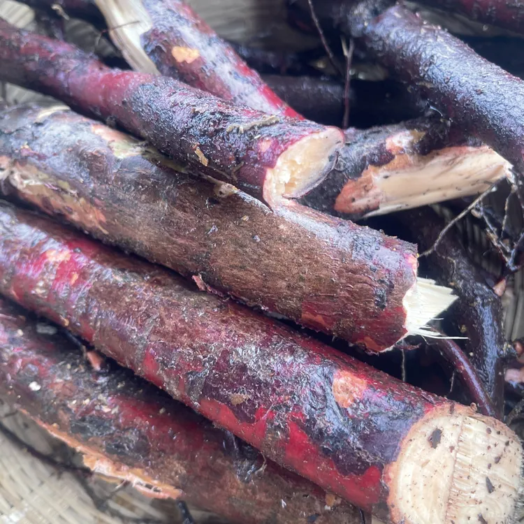 贵州大山红豆杉老树根