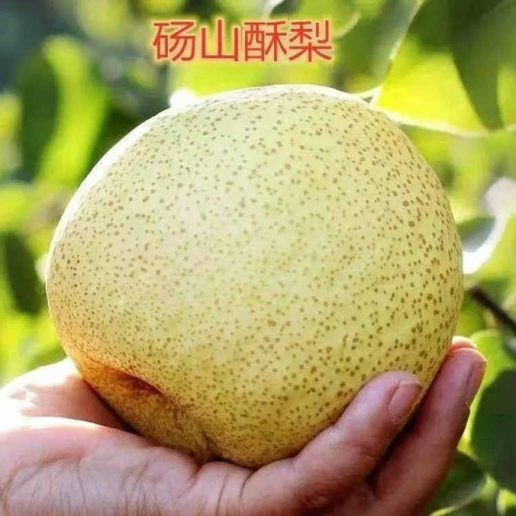 砀山白酥梨树苗嫁接砀山梨树苗南方北方庭院种植地栽盆栽当年结果