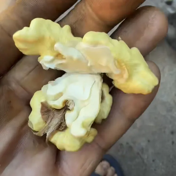 【秦岭老树核桃】小香玲 中通包邮