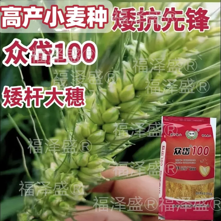 国审众岱100麦种小麦种子高产小麦种子矮杆大穗硬质红麦新品种