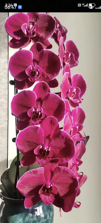 牛记黑脸，3.5寸杯新苗，无花无梗，有的有花梗芽，蝴蝶兰盆栽