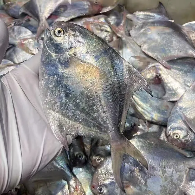 新鲜东海小鲳鱼  肉质鲜嫩  3斤起