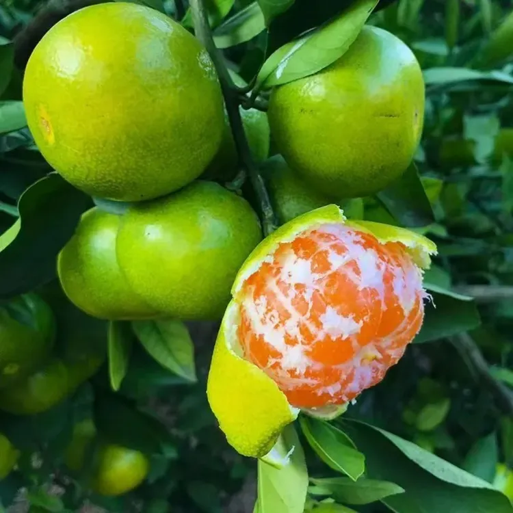 正宗宜昌新鲜应季现摘现发青皮蜜橘薄皮爆汁酸甜爽口