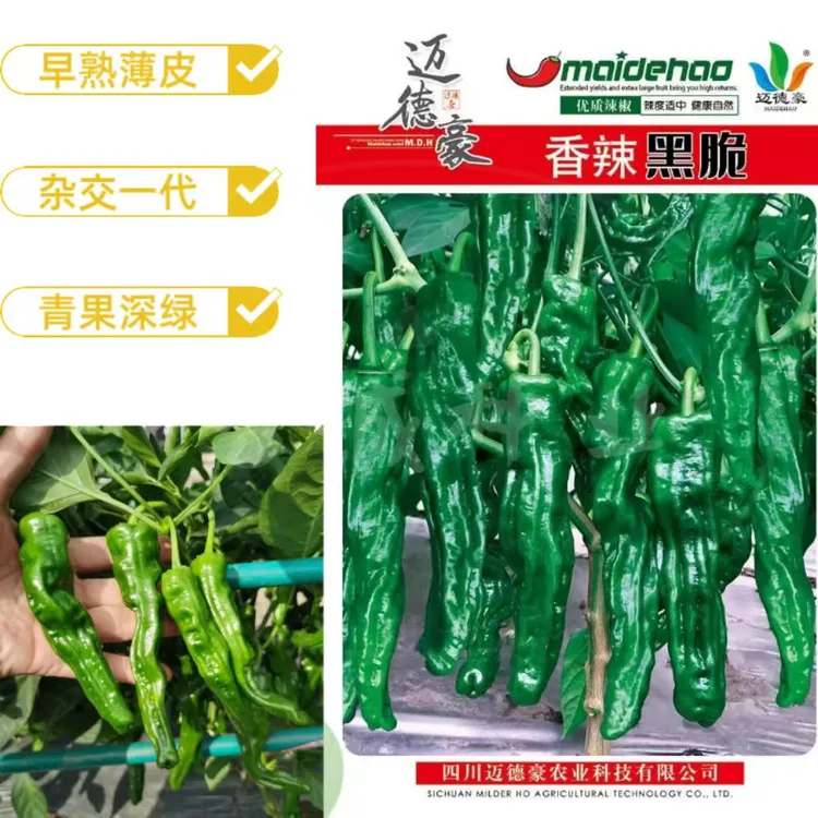 辣椒种子  香辣黑脆薄皮椒种籽早熟杂交皮薄质脆辣味香浓青果深绿
