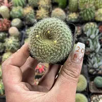 就这个死样子单头发货