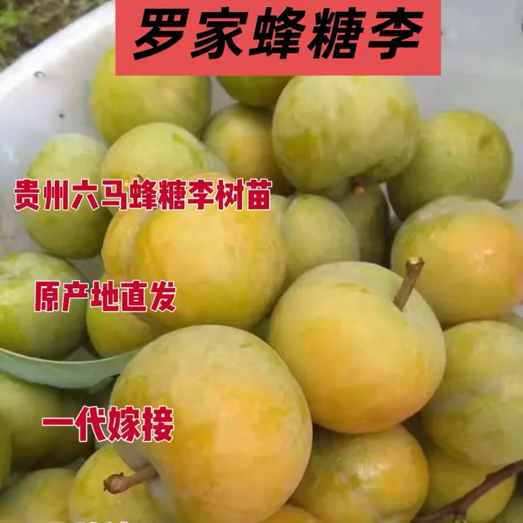贵州六马正宗蜂糖李苗原产地直发原生枝条嫁接一代嫁接苗1年2苗