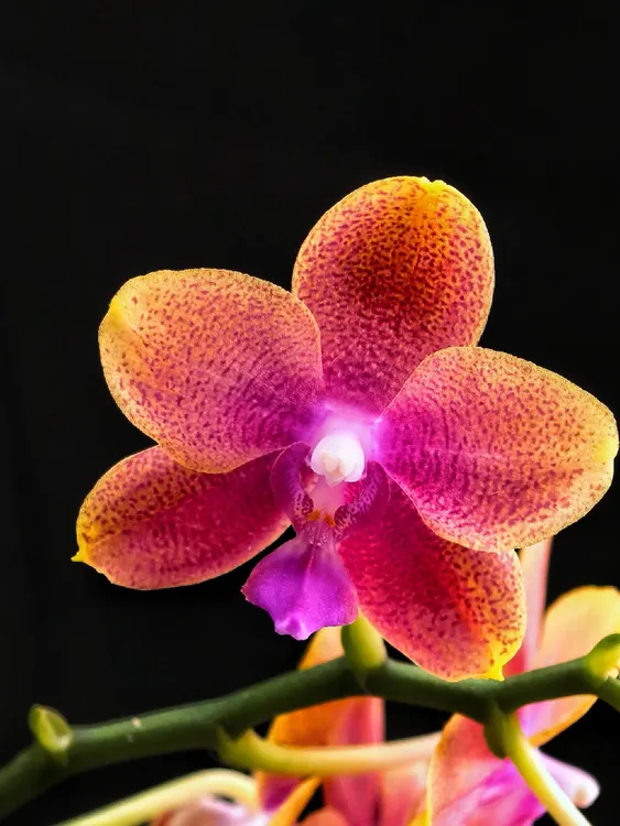 （香恋博格利）室内高端兰花一棵    云南基地直发