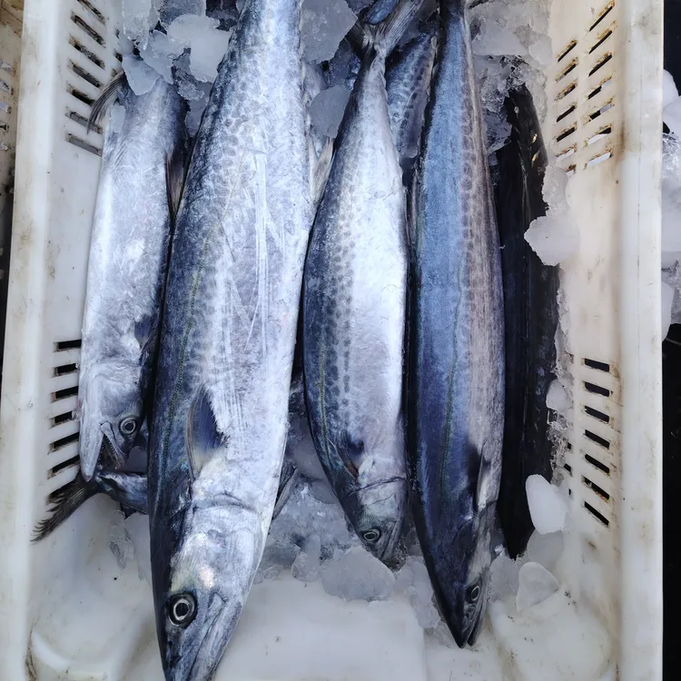 山东青岛琅琊本地鲅鱼