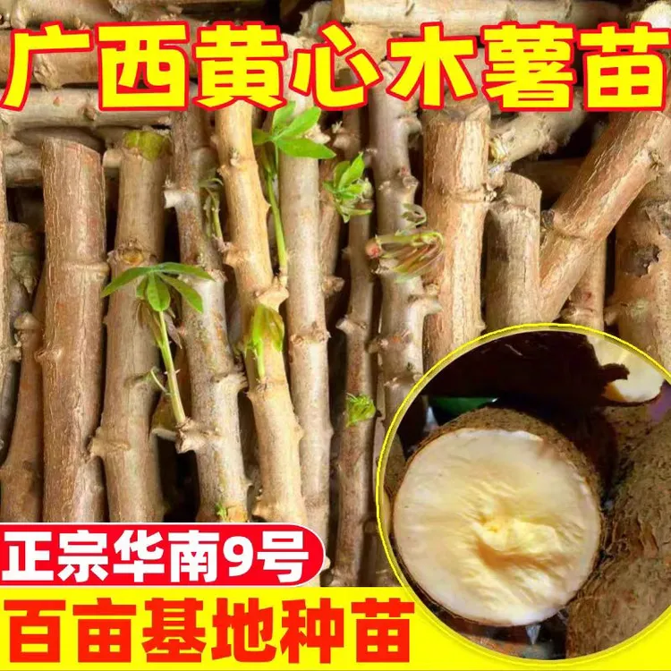 广西黄肉木薯种子黄心木薯苗白肉木薯种苗木薯茎