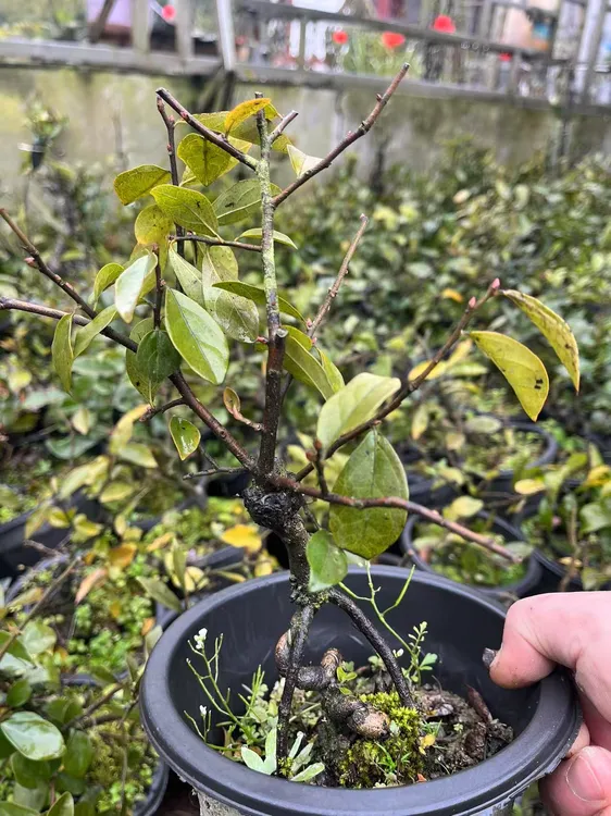 金弹子一物一拍链接