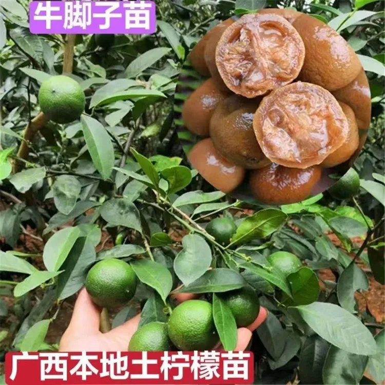 广西土柠檬树苗牛脚子苗薄皮柠檬厨房大料泡制咸柠檬水果手指柠檬
