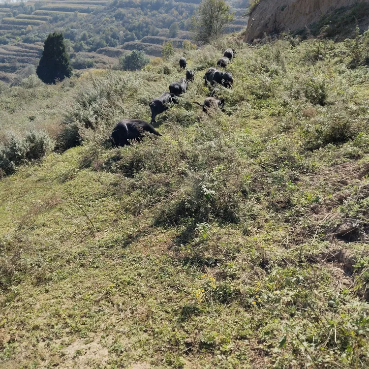 甘肃高原蕨麻猪肉（带骨后腿肉5斤装）