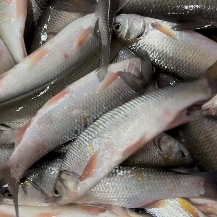 江雅罗 三花五罗之一雅罗 高货一份2斤