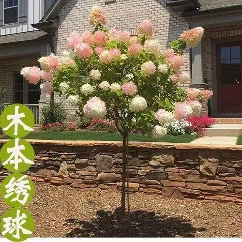 大花木绣球庭院地栽阳台盆栽别墅木本花苗中华斗绣球树苗耐寒热