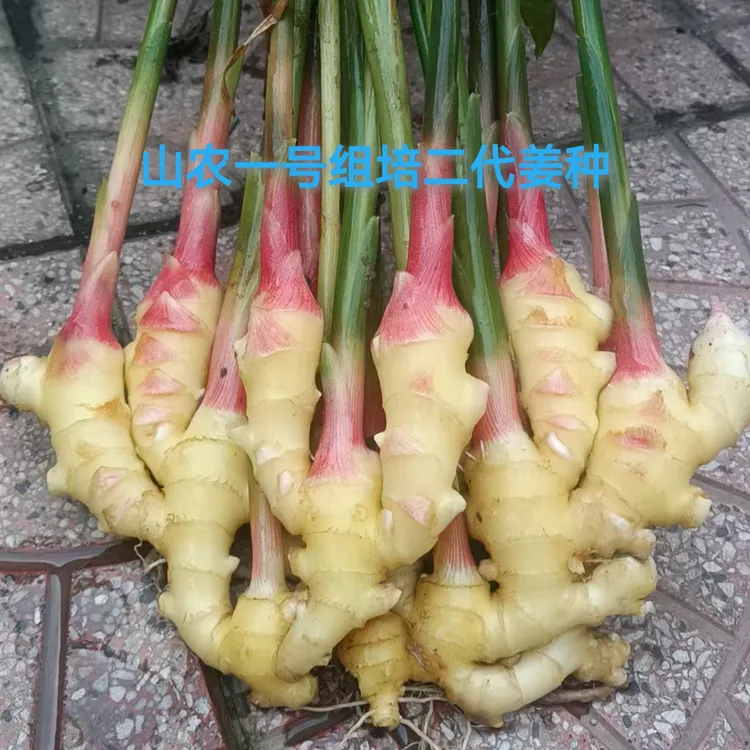 大肉姜（山农一号）组培二代脱毒姜种亩用种量350斤左右产量达10吨＋