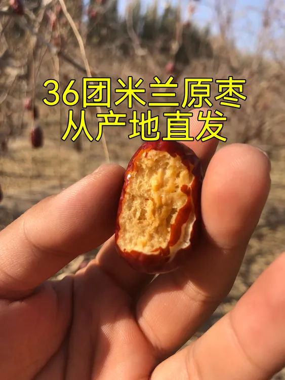 【 新疆发货】新货若羌灰枣吊干红枣原生态未加工未清洗米兰原枣