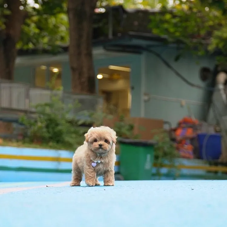  11.10拍摄35号马尔泰妹妹幼犬小狗宠物狗