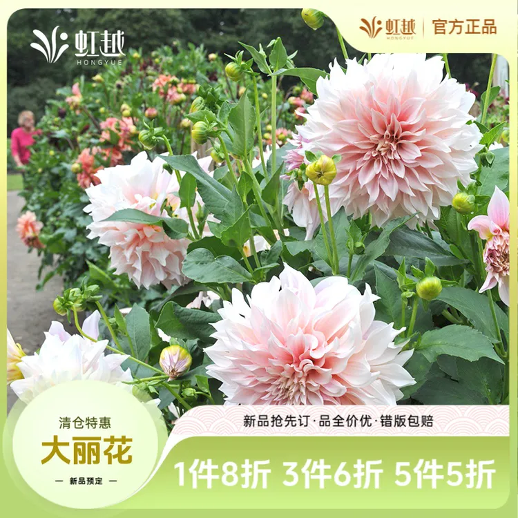 【达人专属】虹越进口“大丽花”春季种球巨型牛奶咖啡地栽复花