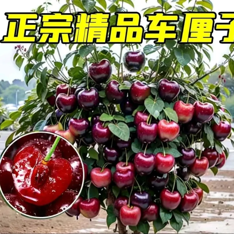 车厘子树苗南北方地栽矮化嫁接特大樱桃果树苗盆栽