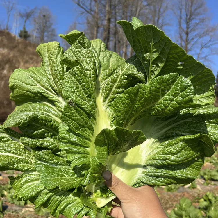 威宁高海拔农家自种青菜一片一片泡沫箱加冰中通生鲜发货