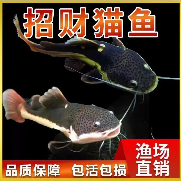 招财猫鱼红尾鲶鱼大型热带观赏鱼底层活体水族鱼缸清洁鱼皮实好养