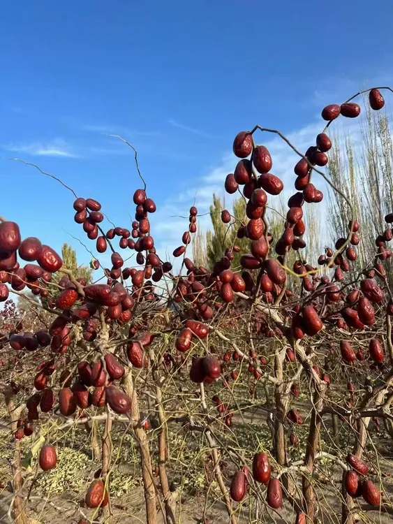 新疆和田大枣5斤产地直发包邮