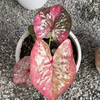 7-0924泰国发货彩叶芋