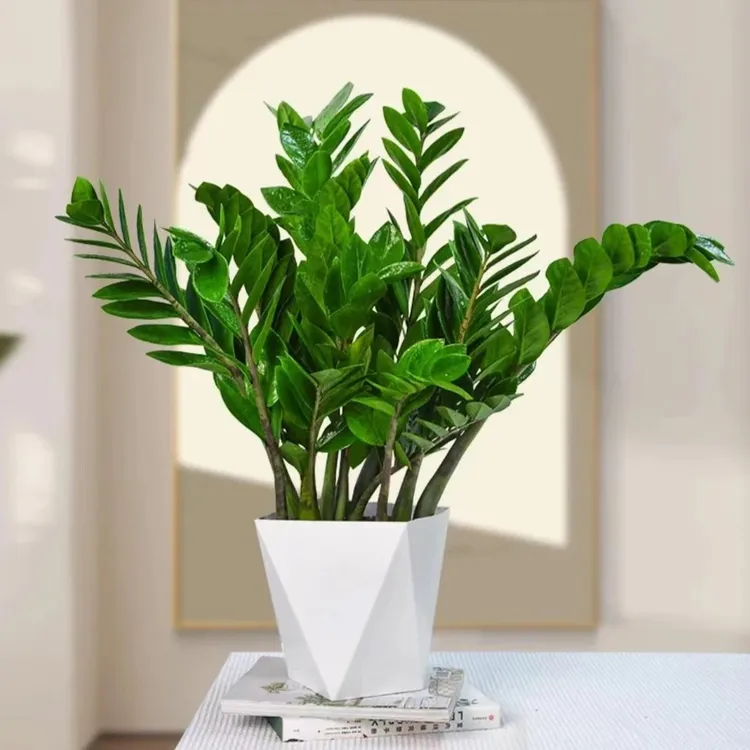 60-70公分金钱树大号盆栽室内好养绿植树净化空气适合乔迁