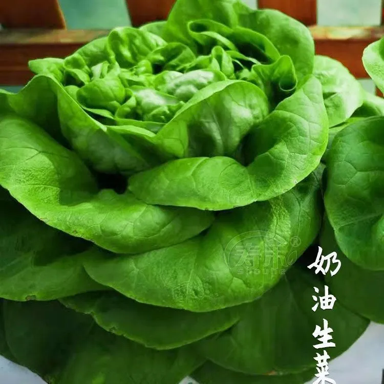 【当季新种】四季奶油生菜种子可生吃阳台盆栽夏季耐热蔬菜种籽蔬菜