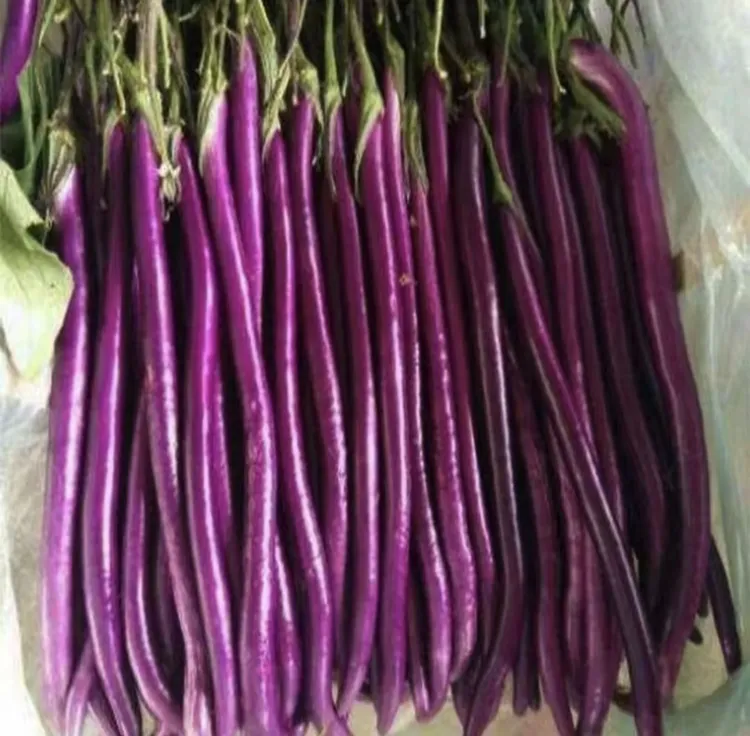 特长茄种子紫红种子种子外皮清香软糯小院