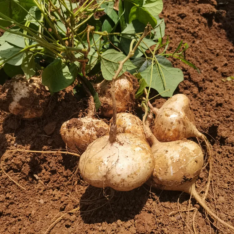 贵州特产新鲜现挖地萝卜沙土凉薯沙葛白地瓜嘎嘣脆口感清甜