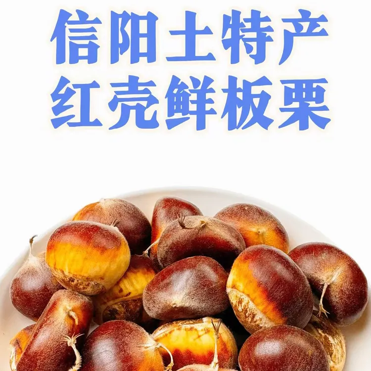 【鲜板栗米】信阳土特产中期板栗/清脆糯甜板栗焖鸡排骨煲粥