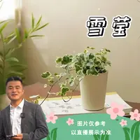 雪莹办公室绿植好养耐活床头玄关客厅卧室摆件