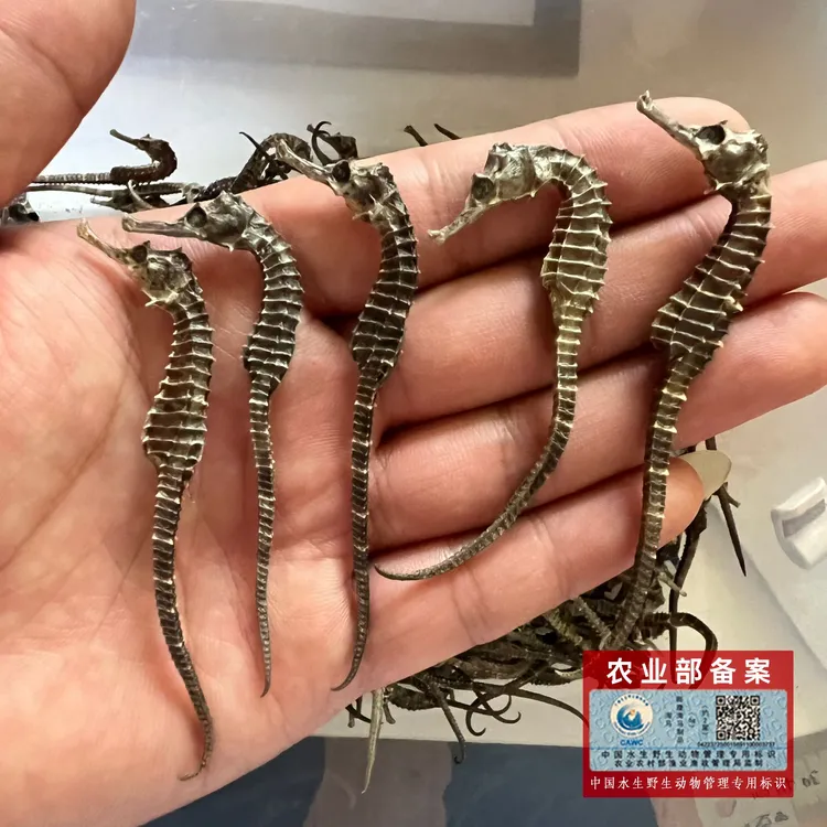 【正品】海马干货生晒足干规格0.2-0.5克煲汤专用料包