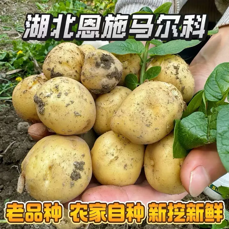 2025新挖新鲜恩施马尔科老品种黄心小土豆高山洋芋农家马铃薯