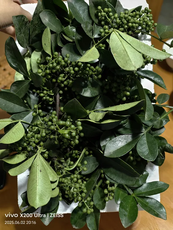 重庆江津新鲜九叶青鲜花椒（带枝干 带叶子 带花椒）泡沫箱加冰发货