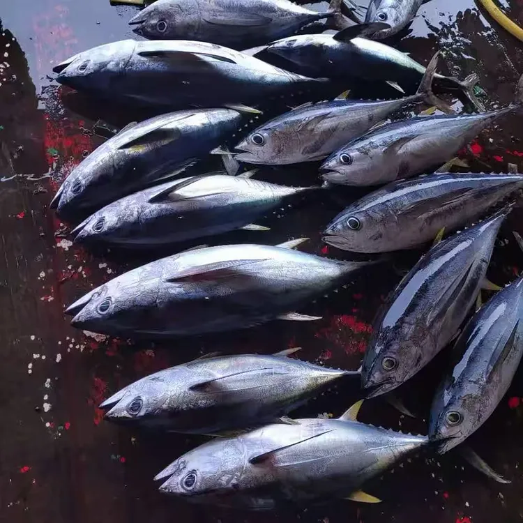 【湛江直发】海捕黄鳍金枪鱼 多规格  适合刺身 香煎 可做吞拿鱼