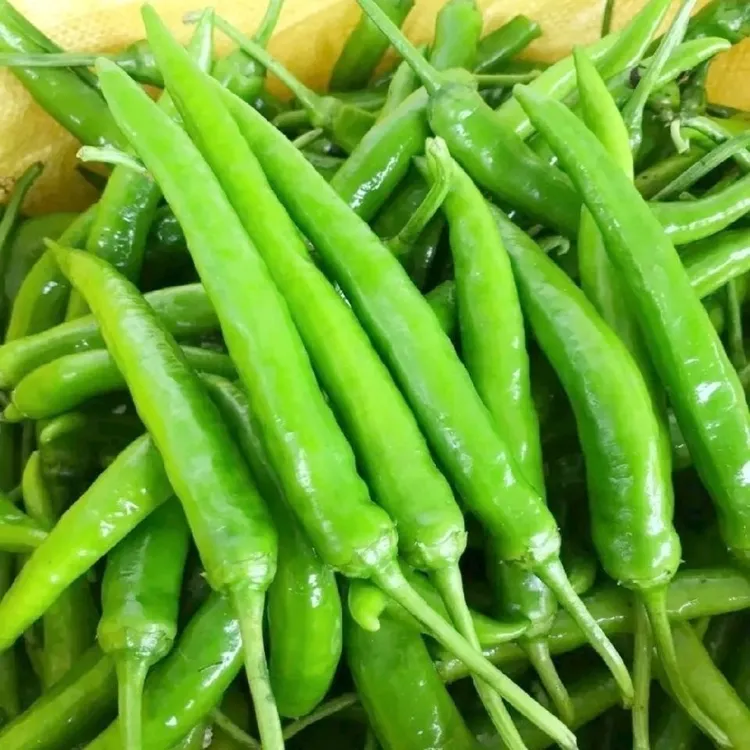 苏北农家自种杭椒青杭椒辣椒长尖椒现摘现摘新鲜采摘