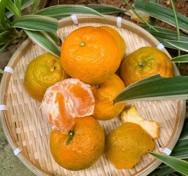 【现摘现发】温州本地瓯柑4斤装多汁微苦回甘