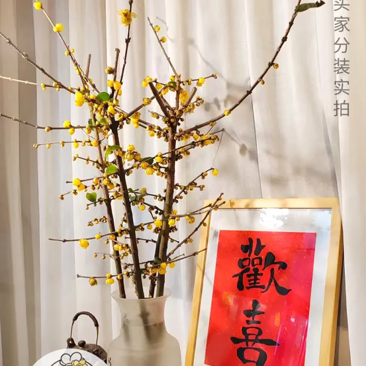 （中通70cm6-8枝）鲜切1号/素心腊梅切花/零度以下未拍保温不予售后