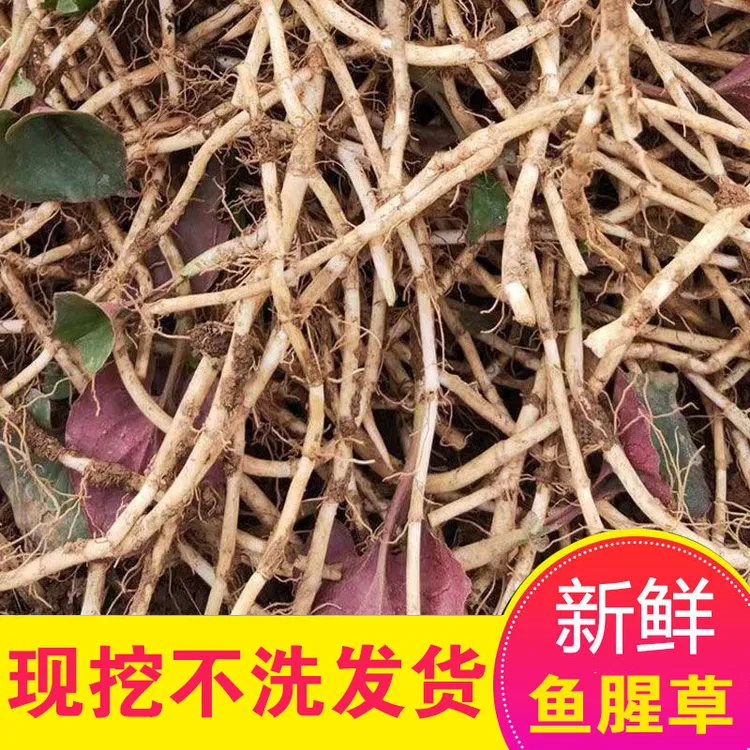 当农现挖新鲜鱼腥草折耳根侧耳根嫩根野生节节根下饭菜新鲜蔬菜