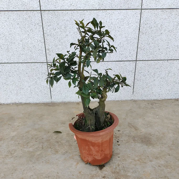 金弹子盆景素材，红翡血红果