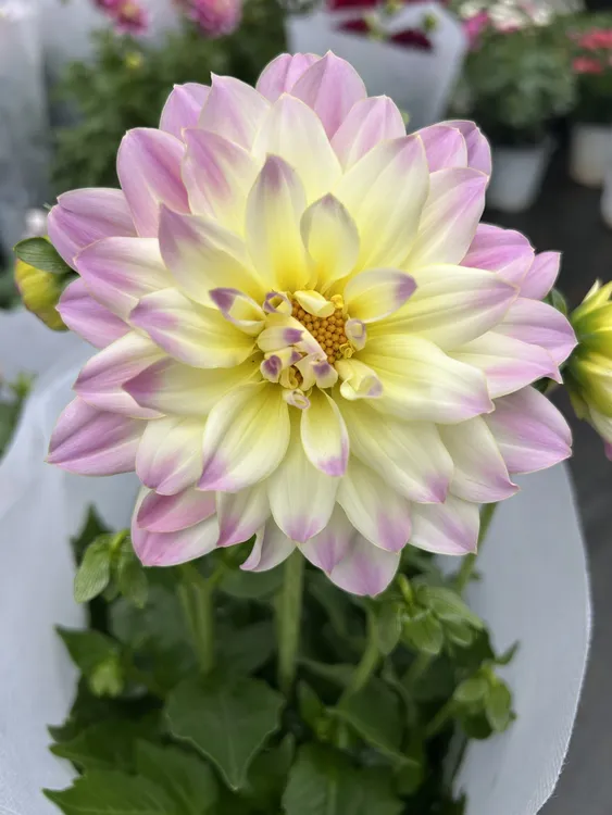 多年生大丽花盆栽带花苞四季开花好养庭院阳台观赏花卉