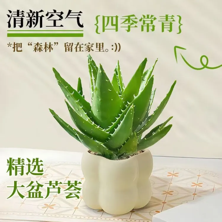 芦荟盆栽多肉植物耐旱好养室内花卉客厅芦荟花苗办公室绿植吸甲醛