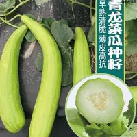 四季种植青龙菜瓜种子脆瓜梢瓜种籽甜脆汁多味清香生食凉蔬菜种子